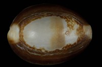 藏品(雪山寶螺)的圖片